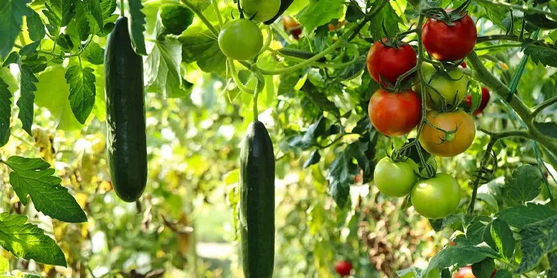 vegetable gardening niche blog