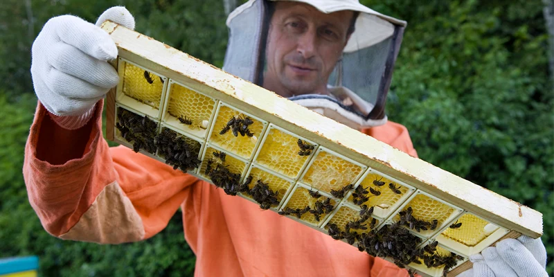 DIY beekeeping turnkey website