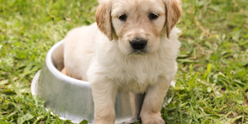 puppy potty training blog