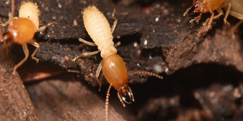 pre made get rid termites blog
