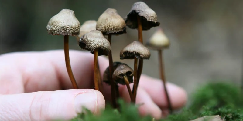 ready made grow mushrooms blog