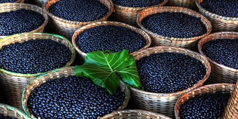 premade weight loss and acai berry blog