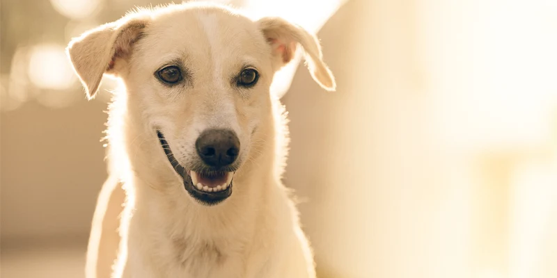Done For You Healthy Dog Recipes Website Kit Done for You Healthy Dog Recipes Website Kit
